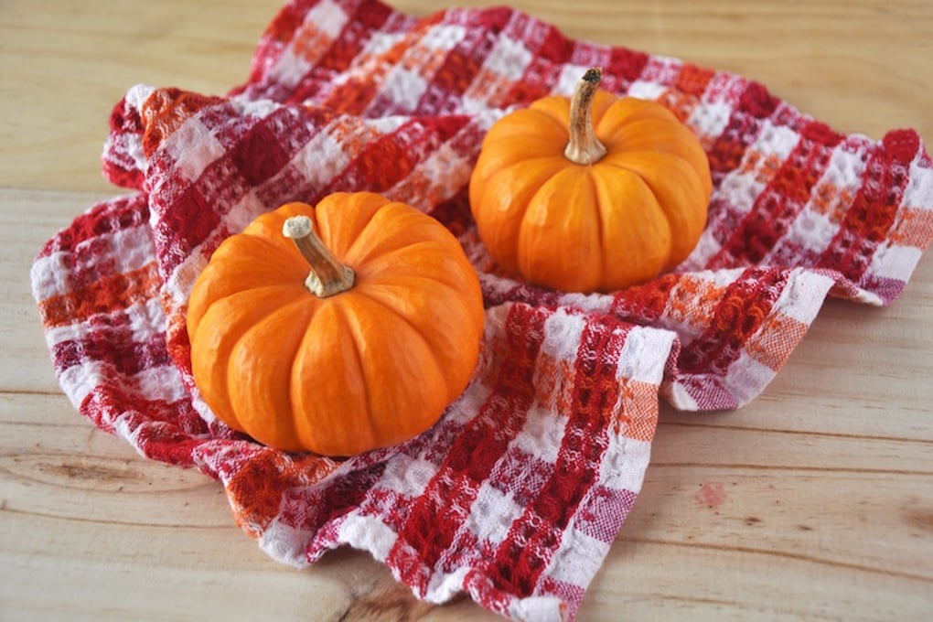 minipumpkins 3